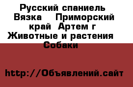 Русский спаниель. Вязка. - Приморский край, Артем г. Животные и растения » Собаки   